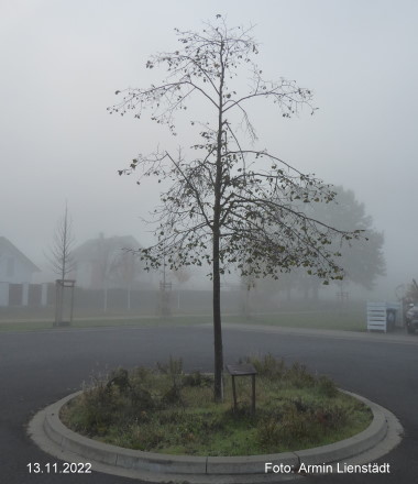B1 Baum